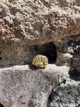 Load image into Gallery viewer, Ravi - Bronze